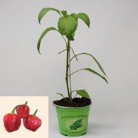Chili Habanero Tropical Red
