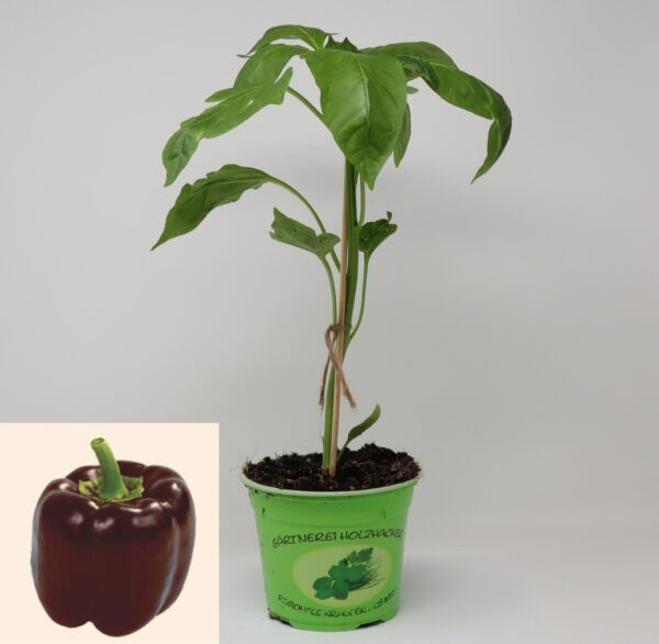 Paprika Sweet Chocolate