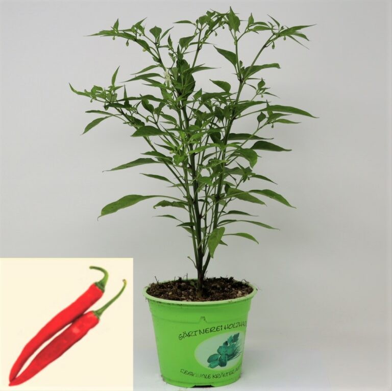 BIO Chili "Thai" Holzhacker Kräuter und Frischgemüse